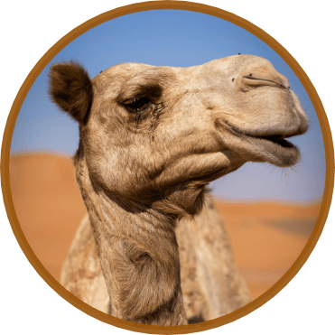 camel