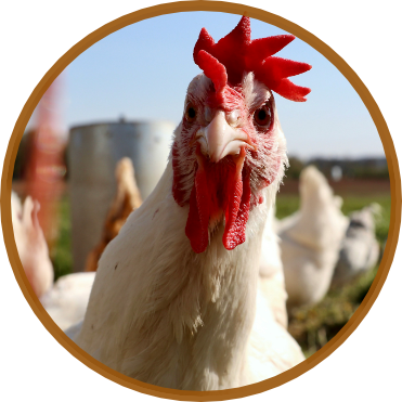 poultry