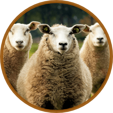 sheep