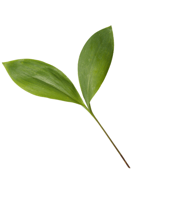 leaf decor