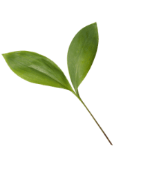 leaf decor